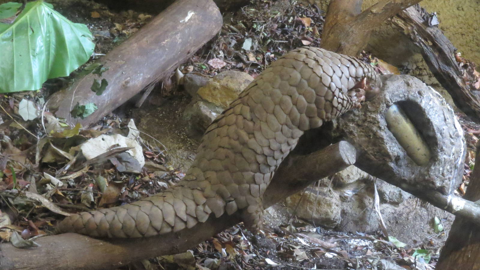 Chinese pangolin eating