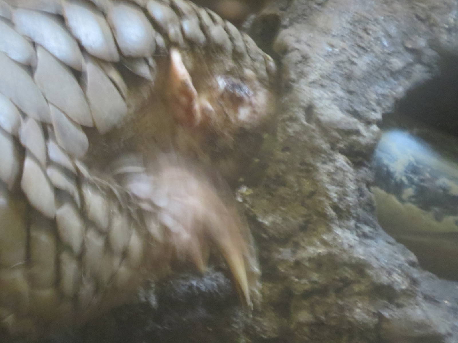 Chinese pangolin eating