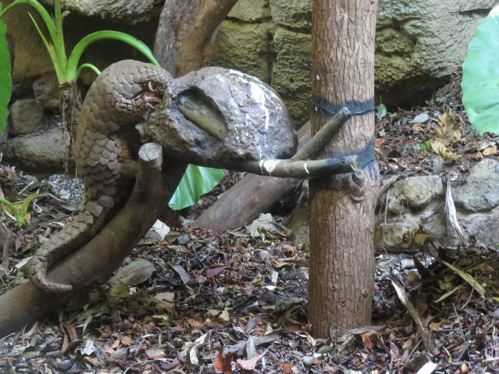 Chinese pangolin eating
