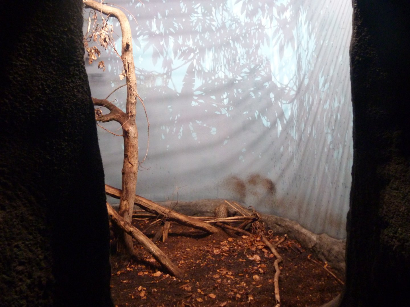 Chinese pangolin exhibit -Zoo Praha (2025)