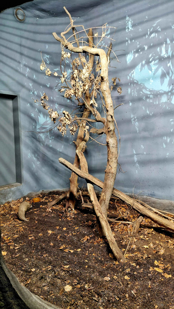 Chinese pangolin exhibit