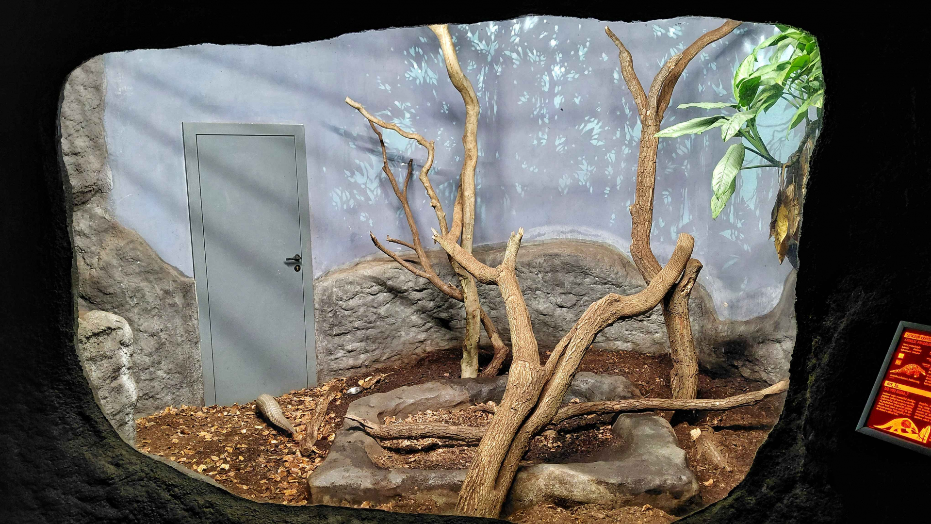 Chinese pangolin exhibit