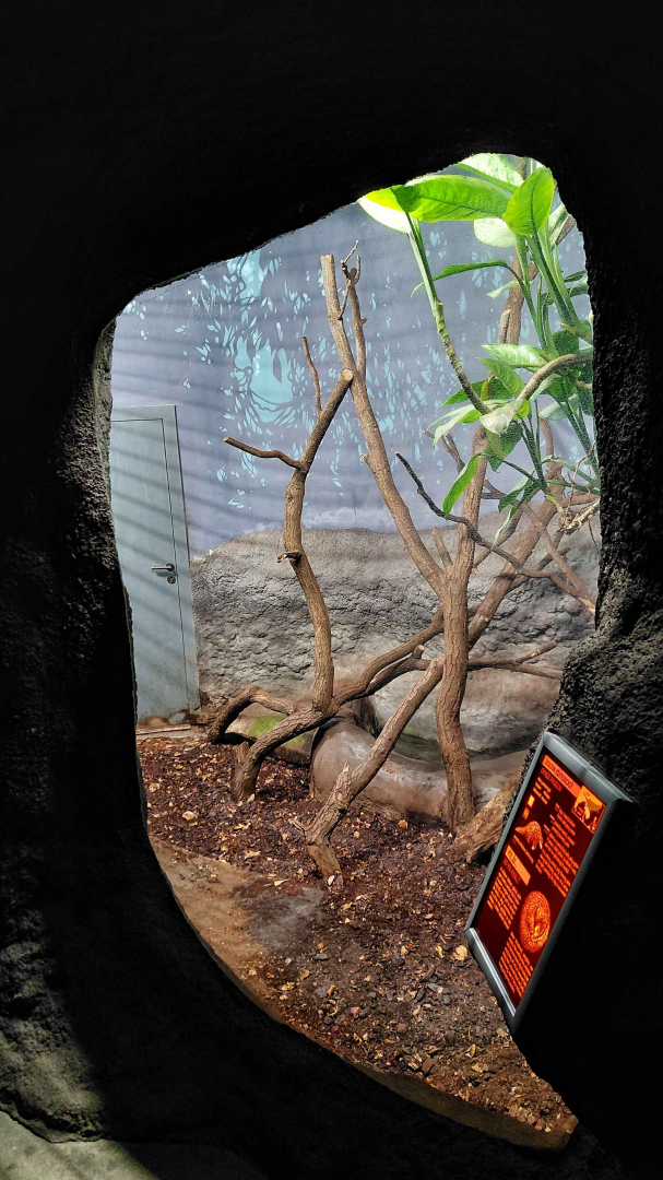 Chinese pangolin exhibit