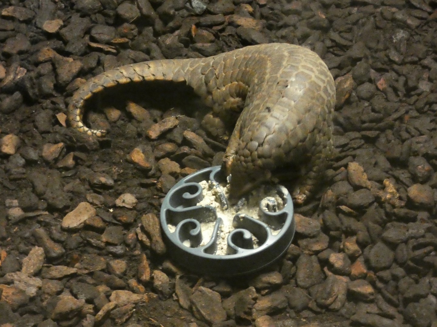 Chinese Pangolin feeding