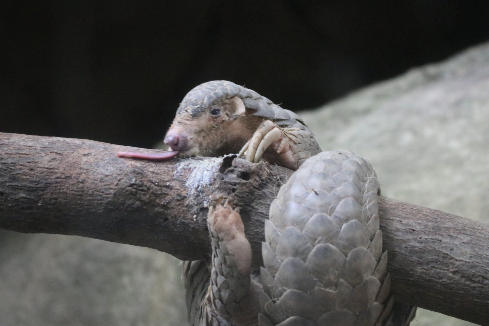 Chinese pangolin feeding