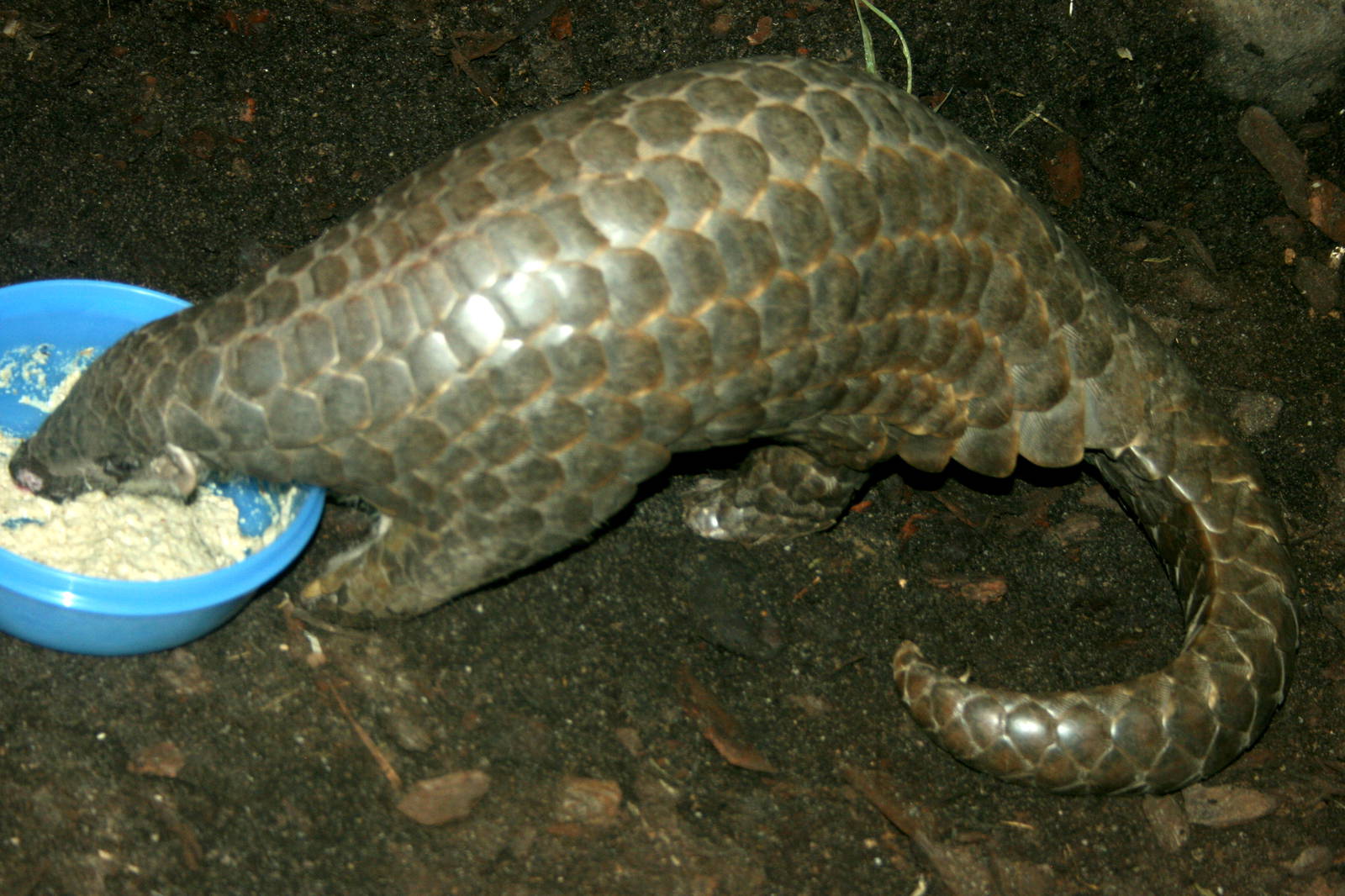 Chinese pangolin; Leipzig; 3rd September 2011