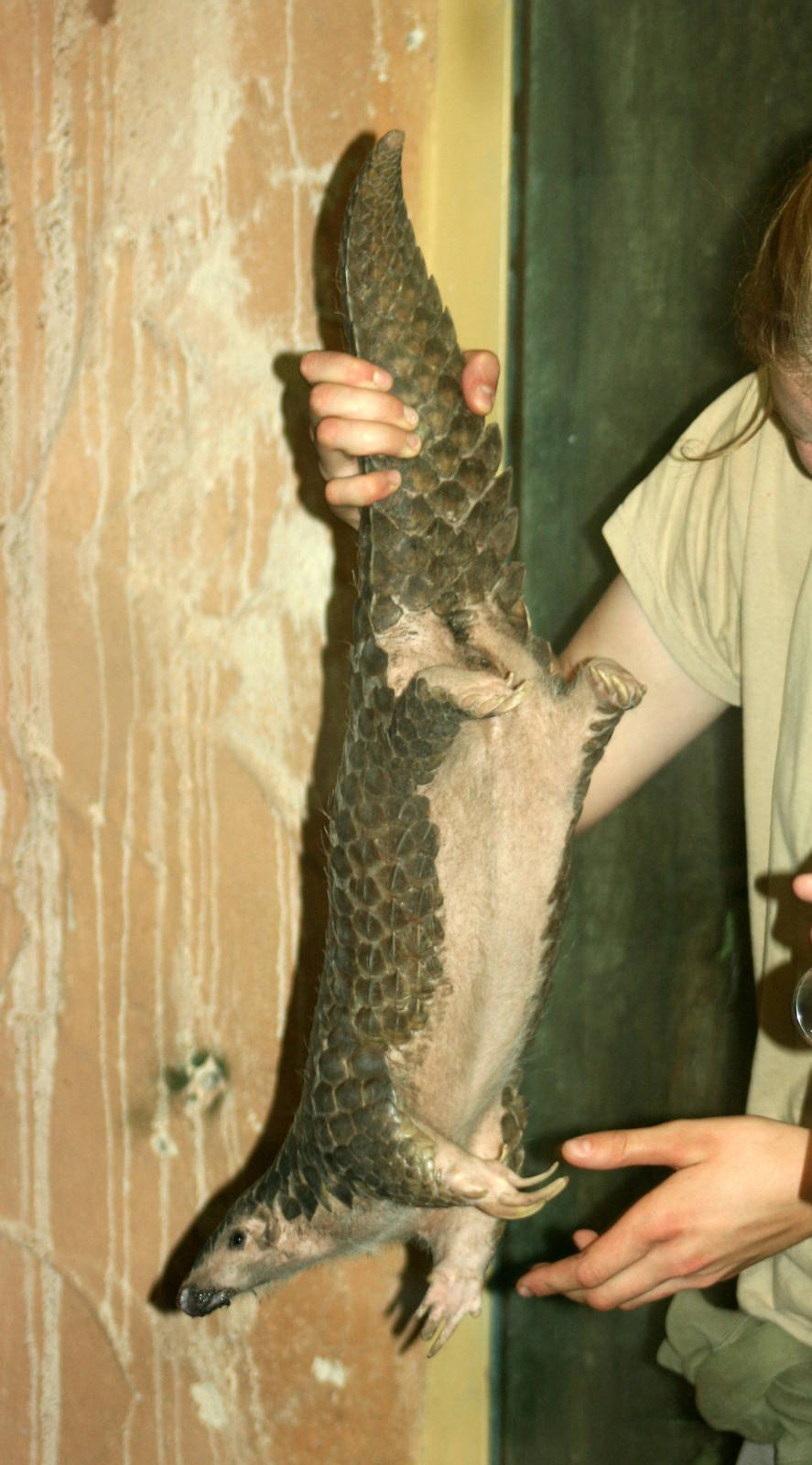 Chinese pangolin; Leipzig; 3rd September 2011