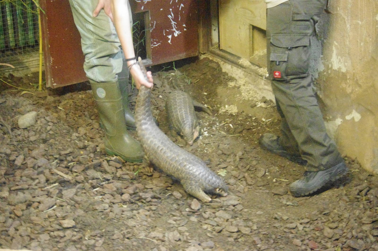 Chinese pangolin, Leipzig