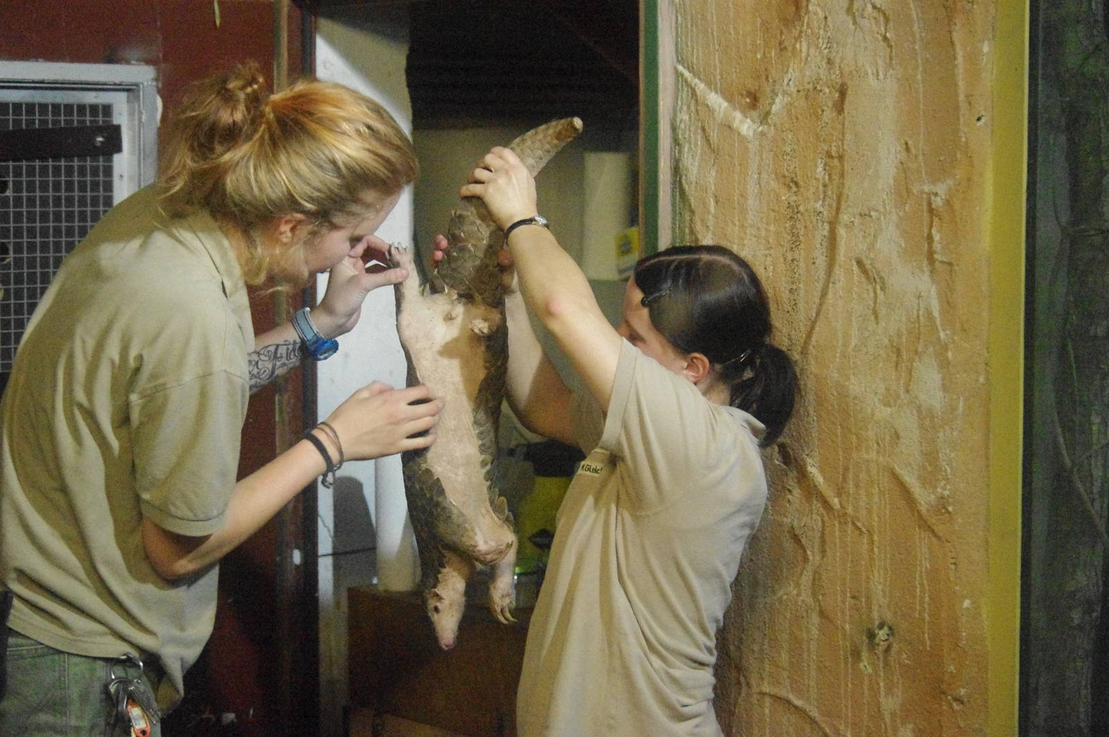Chinese pangolin, Leipzig