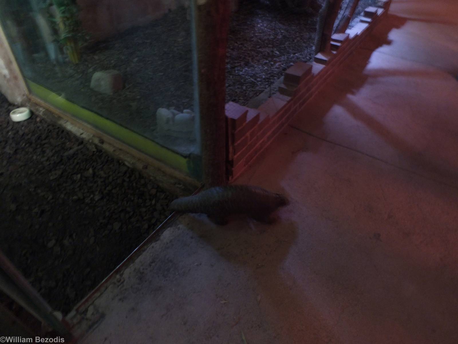 Chinese Pangolin Makes a Break For Freedom!