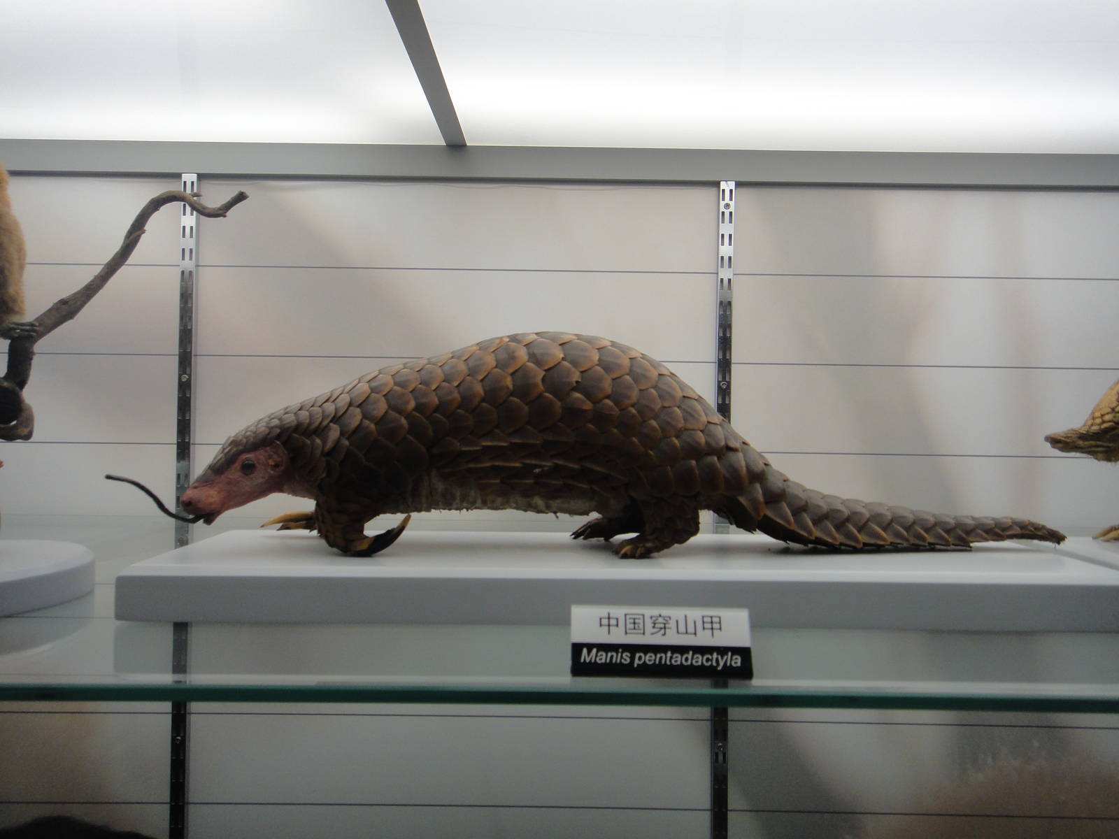 Chinese pangolin(Manis entadactyla)
