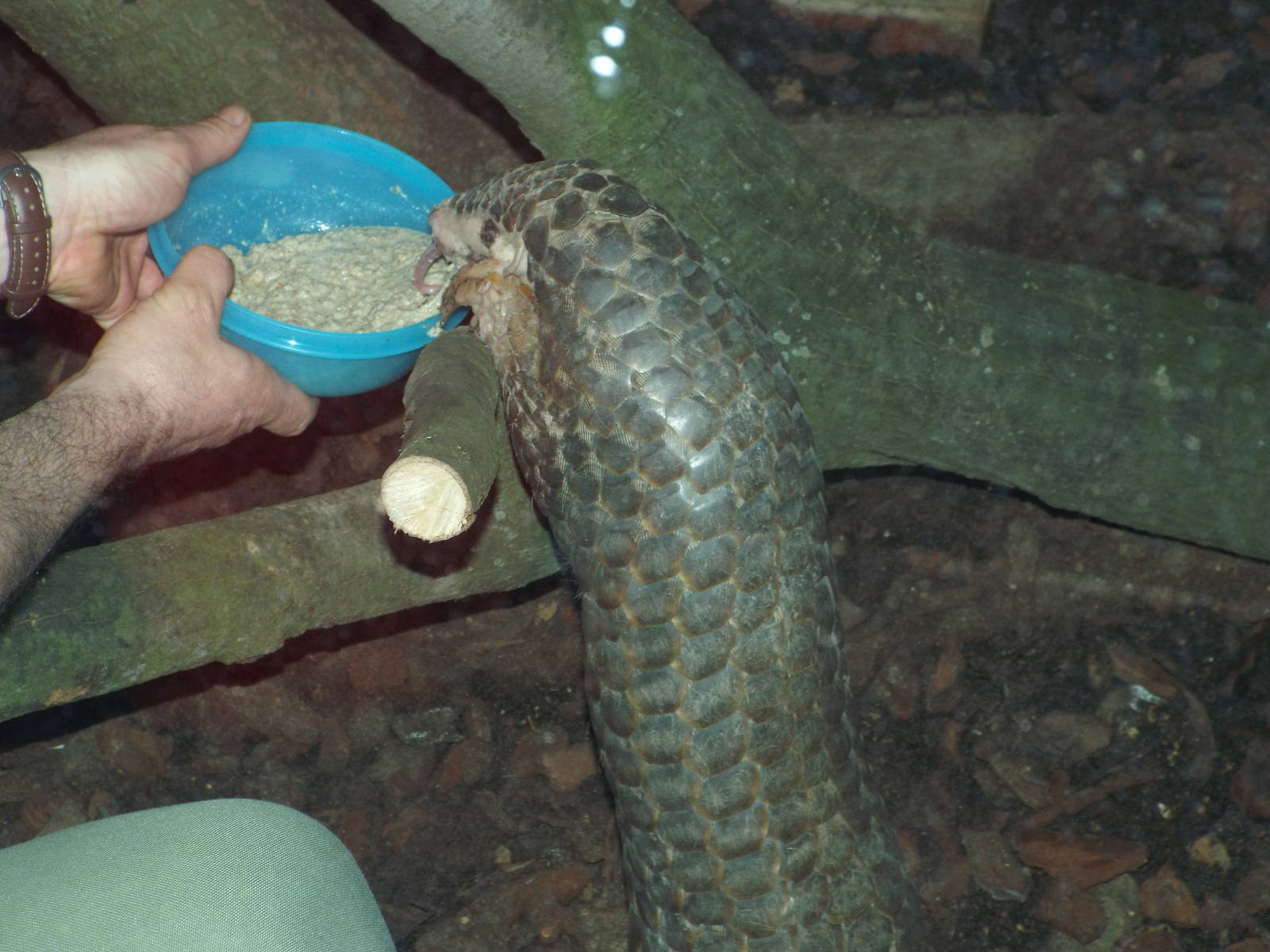 Chinese Pangolin (Manis pentadactyla) at Zoo Leipzig - April 7th 2014