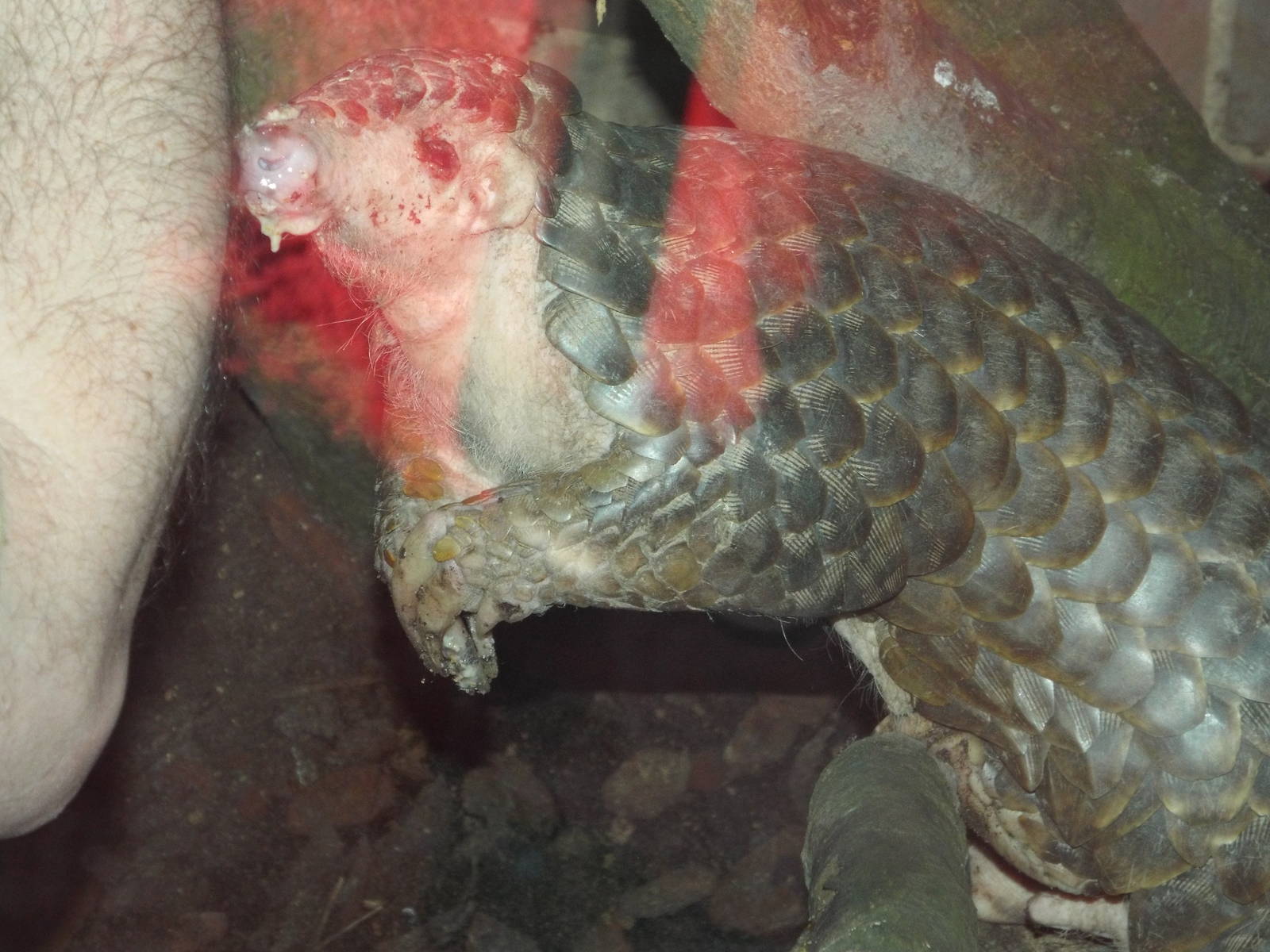 Chinese Pangolin (Manis pentadactyla) at Zoo Leipzig - April 7th 2014