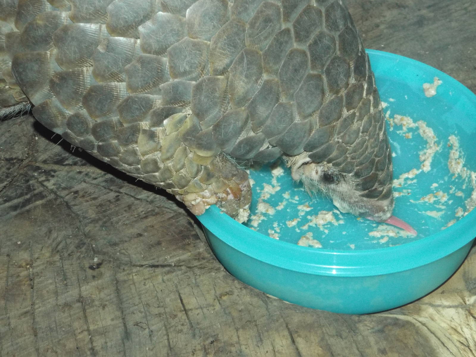 Chinese Pangolin (Manis pentadactyla) at Zoo Leipzig - April 7th 2014
