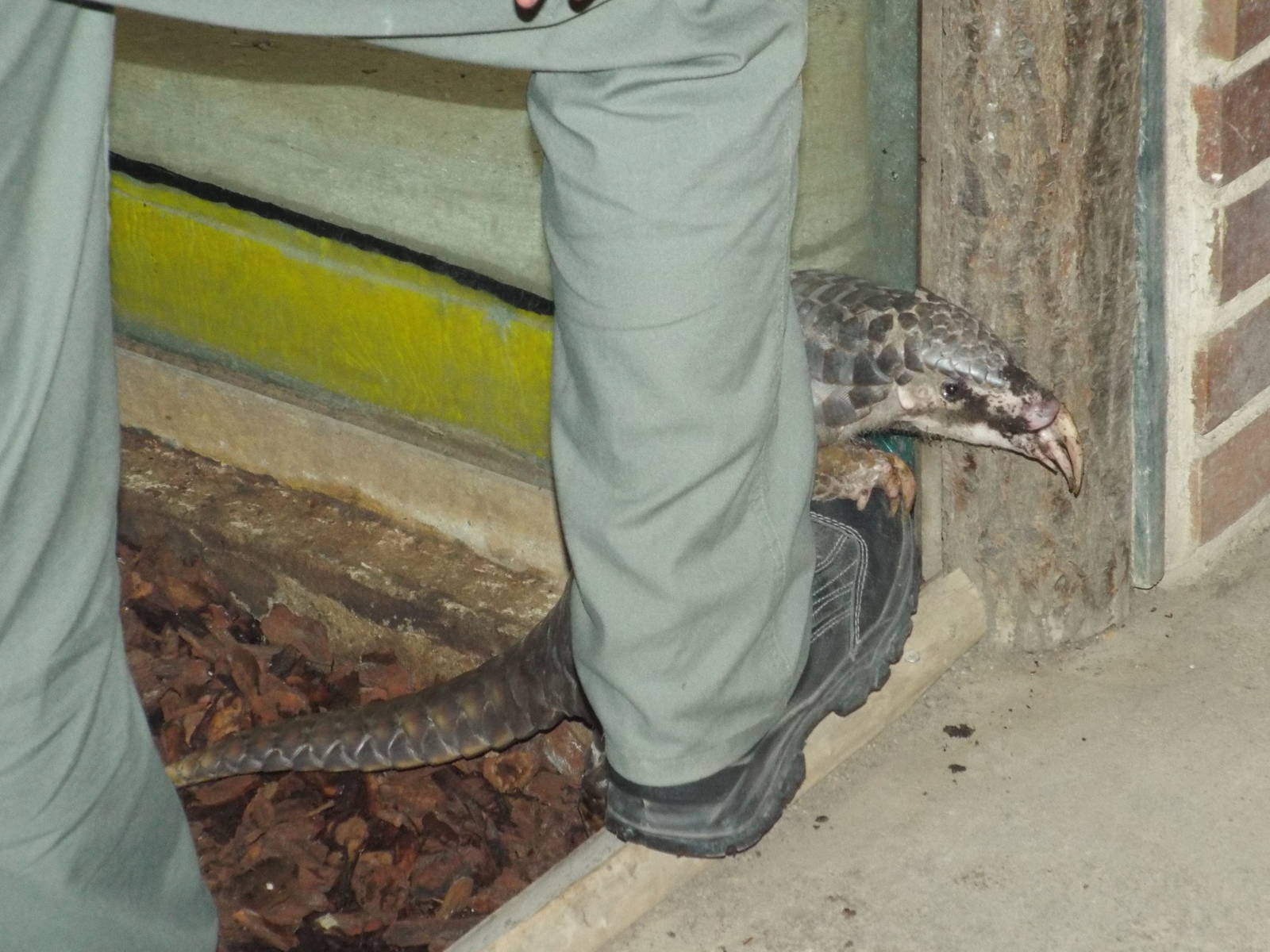 Chinese Pangolin (Manis pentadactyla) at Zoo Leipzig - April 7th 2014