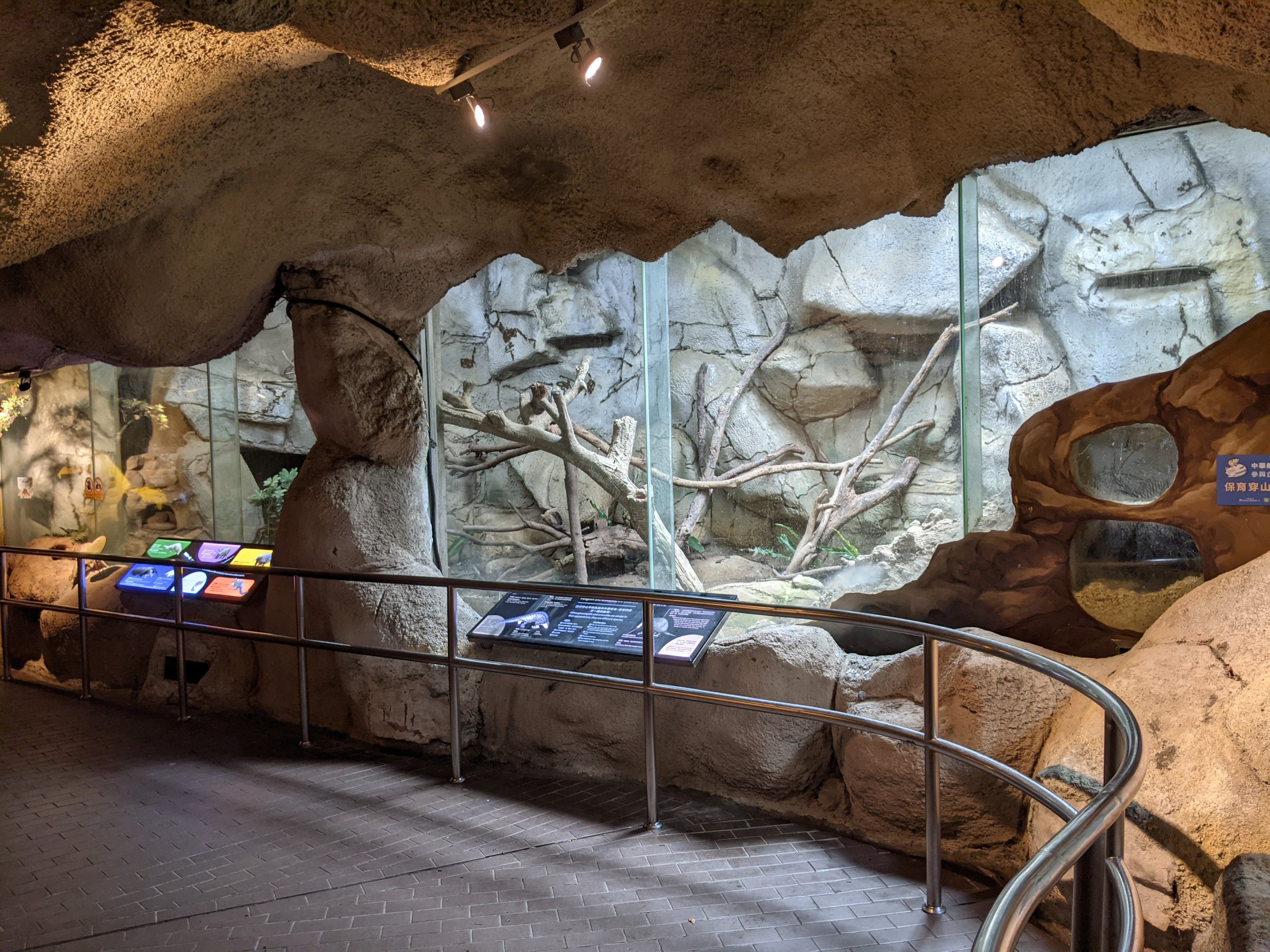Chinese Pangolin (Manis pentadactyla) enclosure