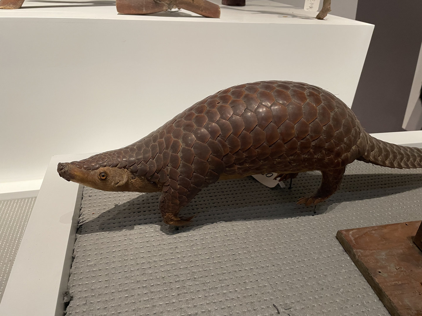 Chinese Pangolin/ Manis pentadactyla from Wuhan University Wanlin Museum