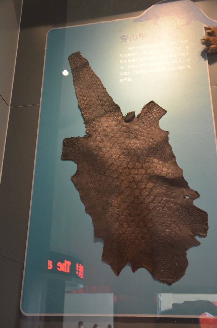 Chinese pangolin/Manis pentadactyla ,leather