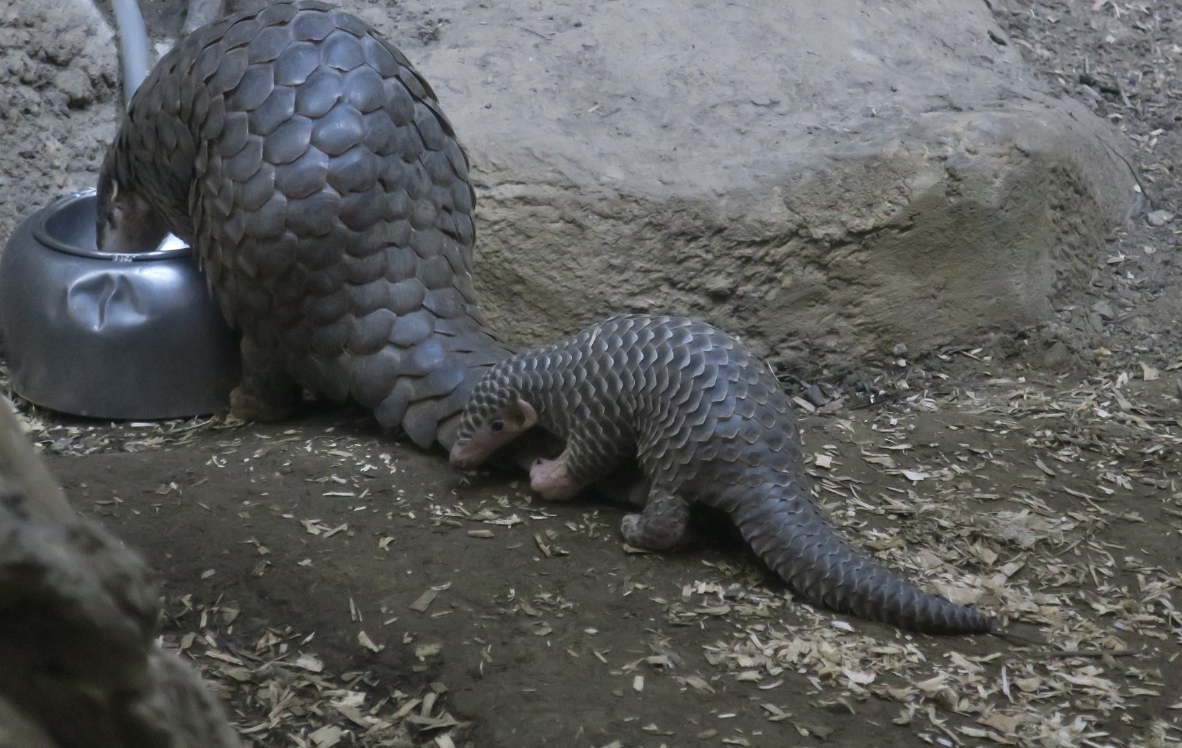 Chinese Pangolin (Manis pentadactyla) Pangopup