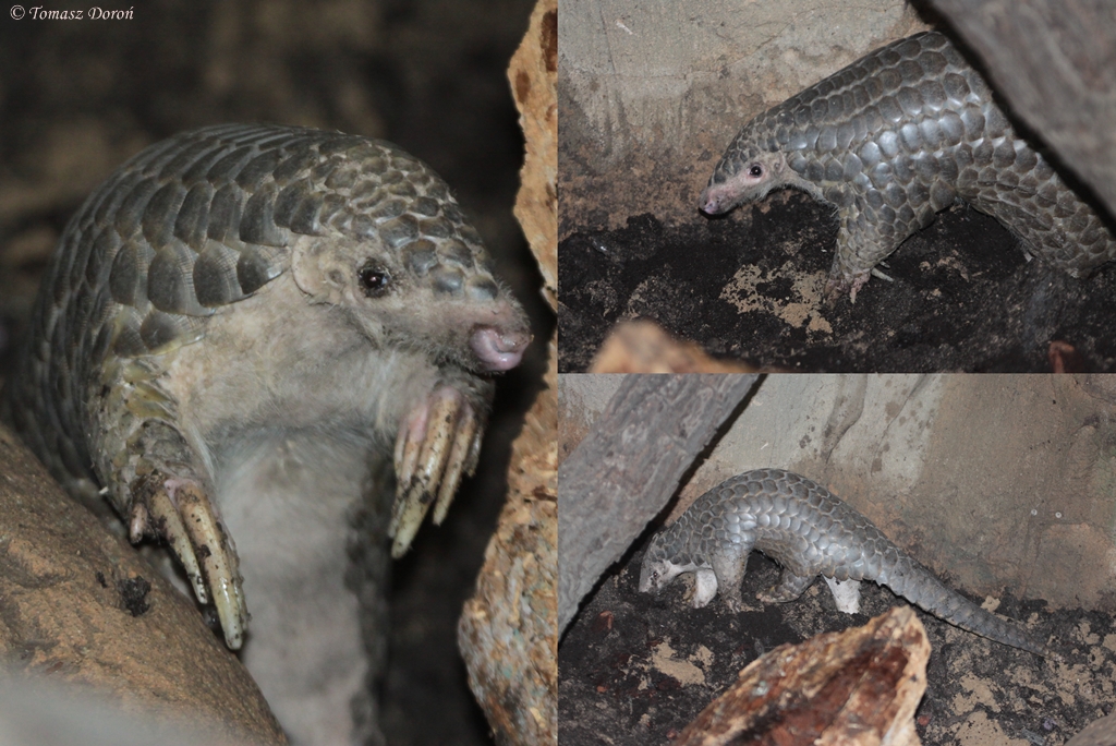 Chinese Pangolin (Manis pentadactyla pentadactyla) April 2014