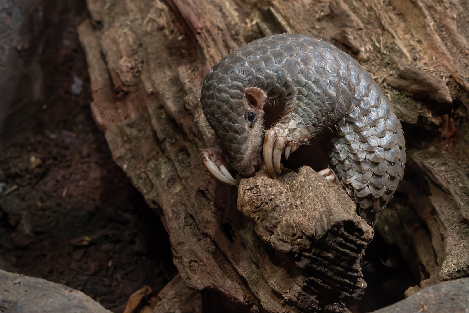 Chinese pangolin (Manis pentadactyla pentadactyla)