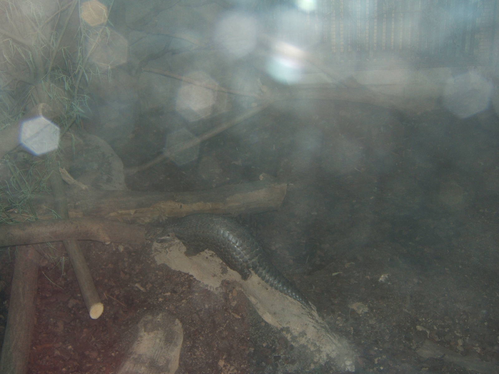 Chinese Pangolin (Manis pentadactyla)