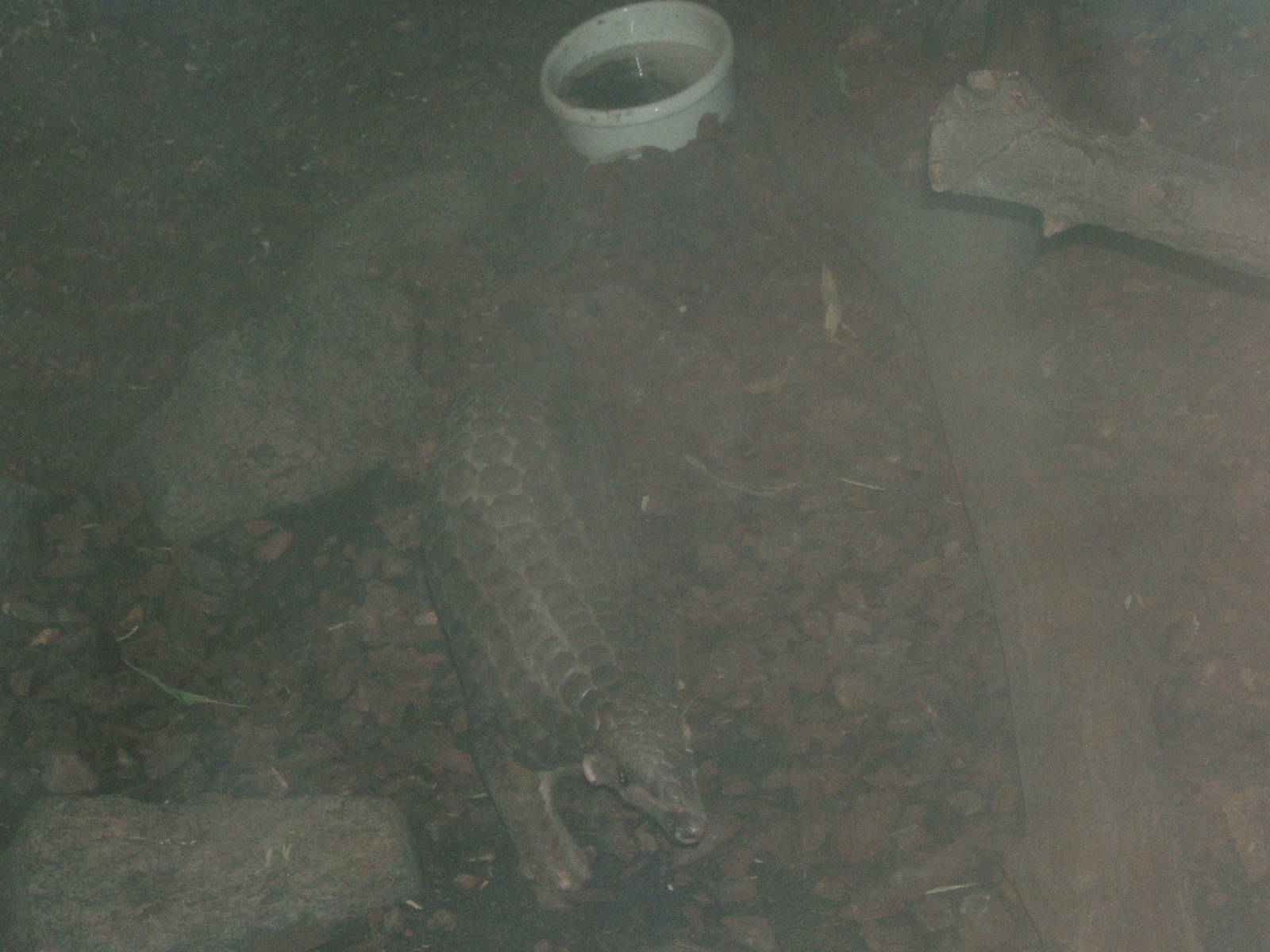 Chinese Pangolin (Manis pentadactyla)