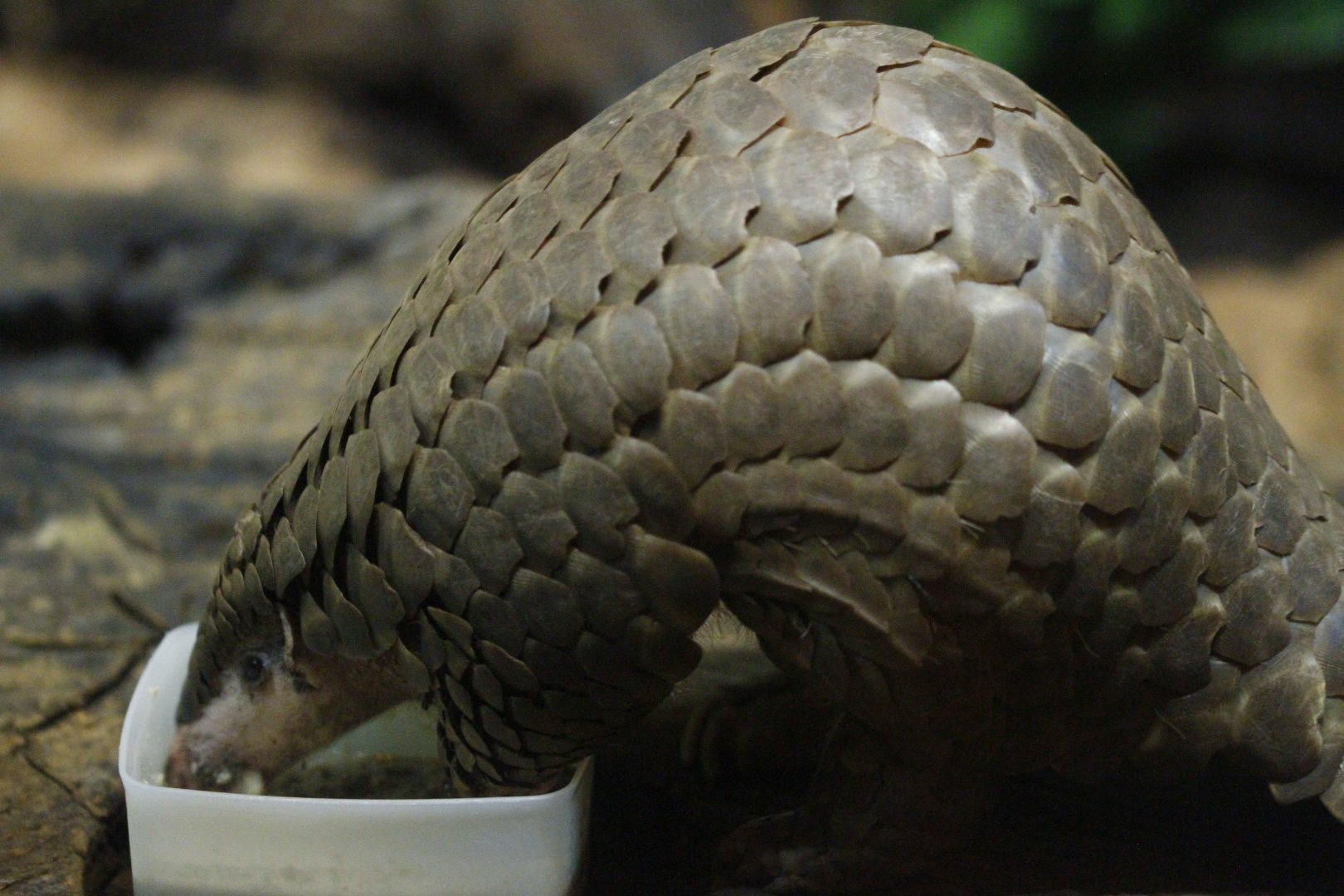 Chinese pangolin (Manis pentadactyla)