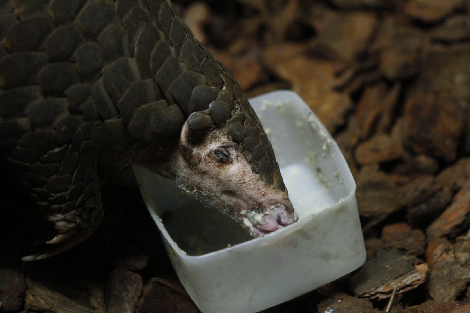 Chinese pangolin (Manis pentadactyla)