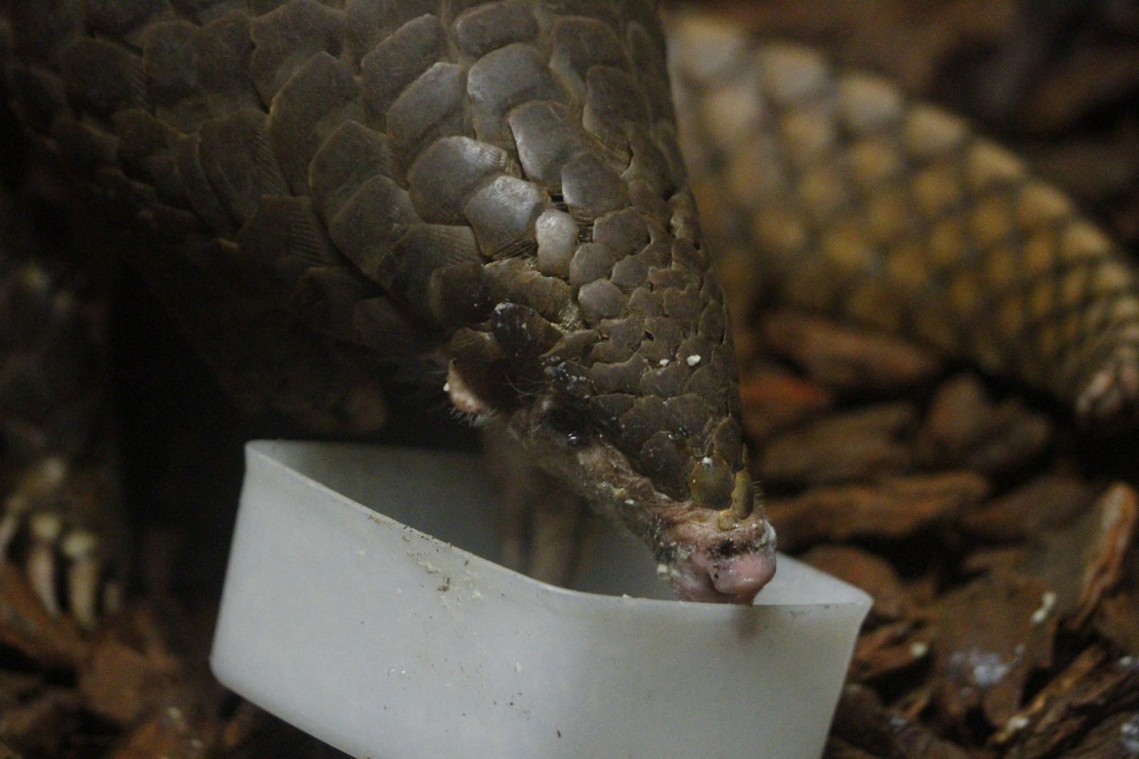 Chinese pangolin (Manis pentadactyla)