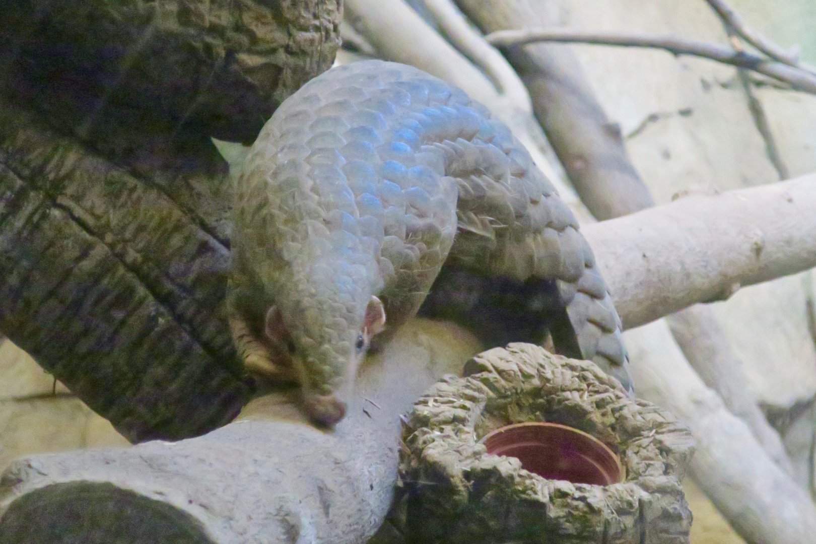 Chinese Pangolin (Manis pentadactyla)