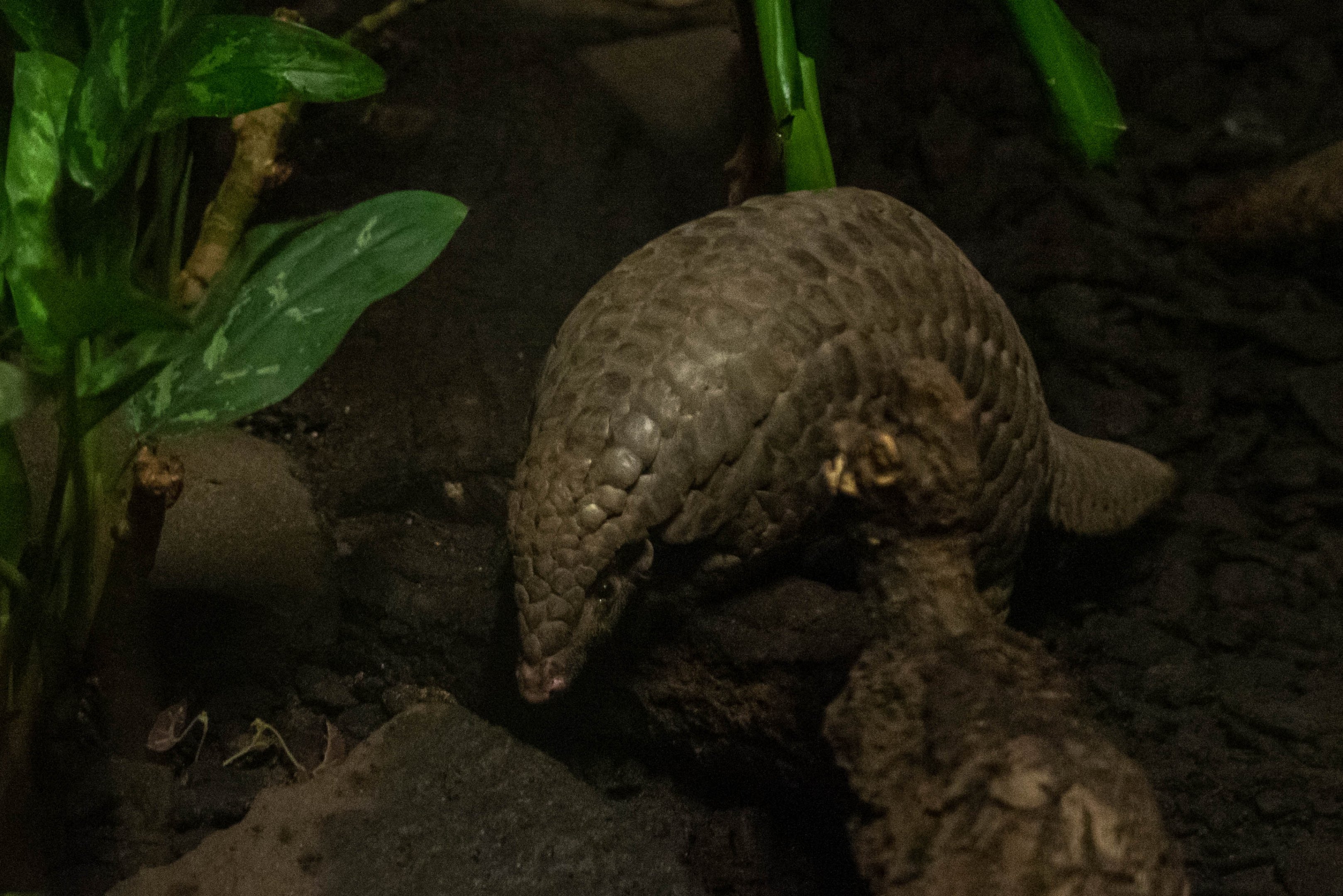 Chinese pangolin - Manis pentadactyla