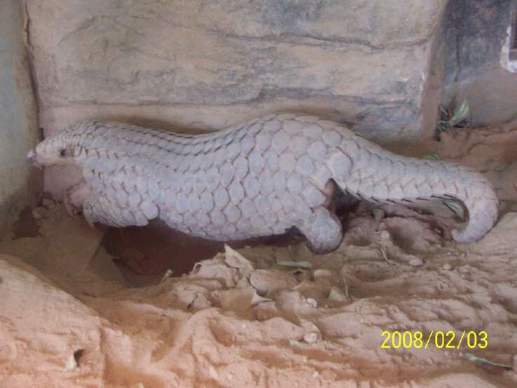 Chinese Pangolin(Manis Pentadactyla)