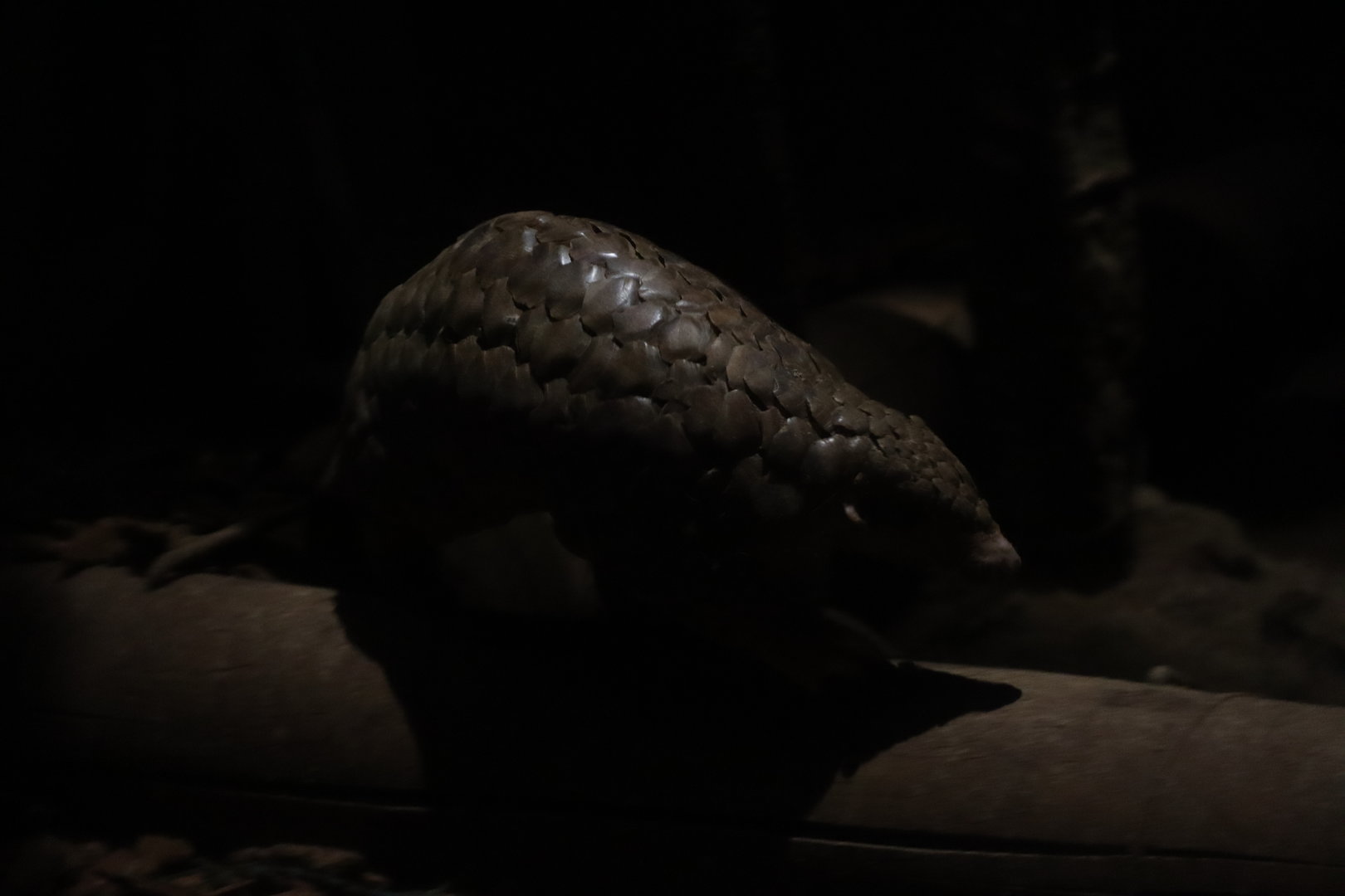 Chinese pangolin (Manis pentadactyla)