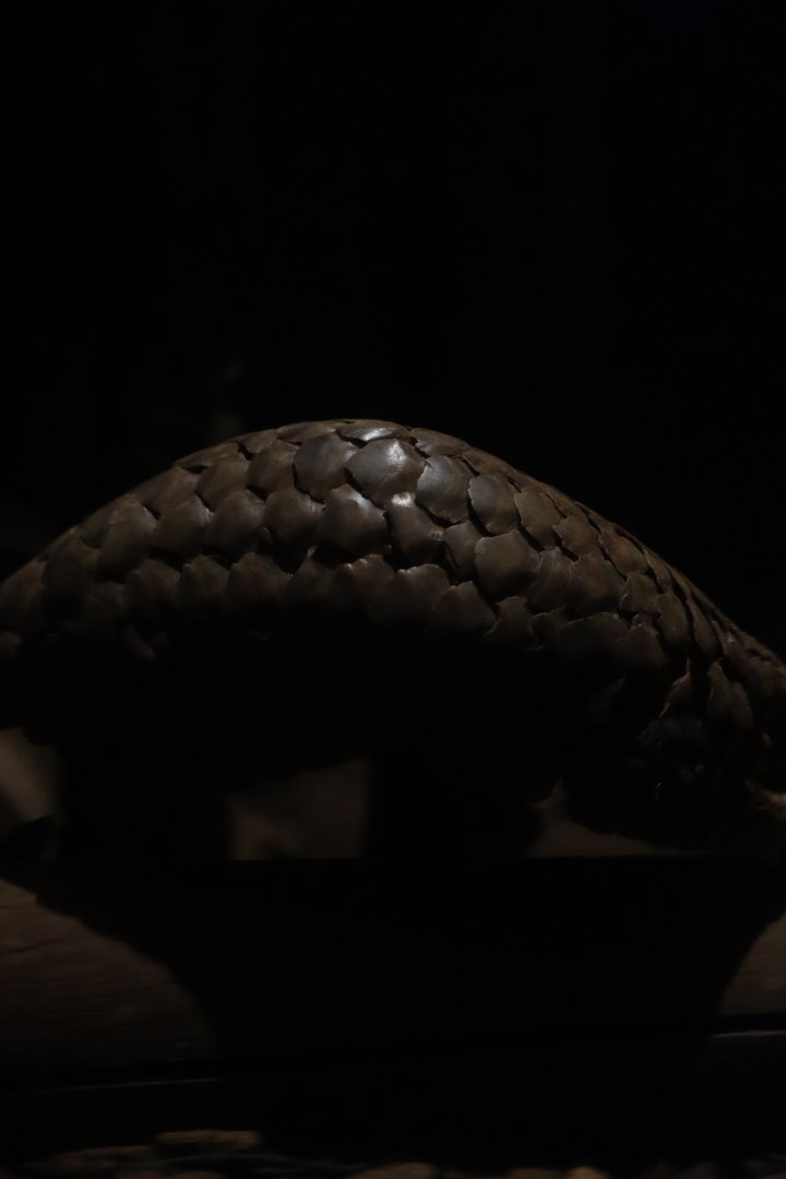 Chinese pangolin (Manis pentadactyla)