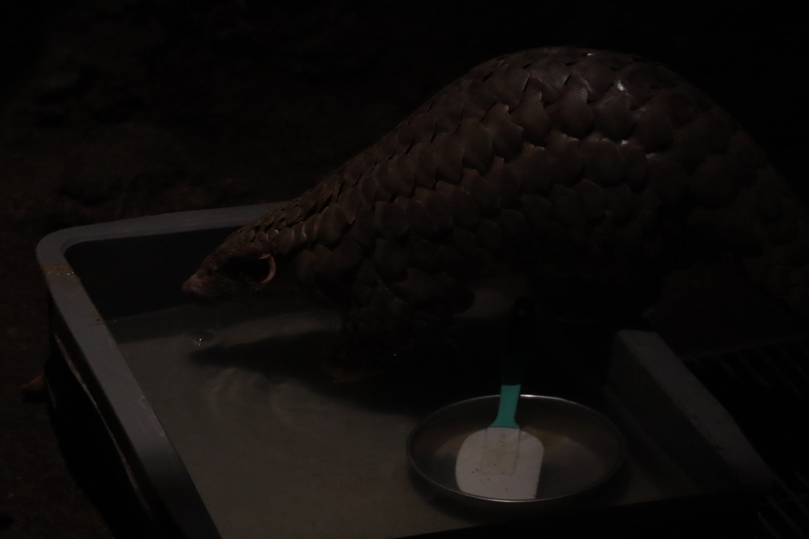 Chinese pangolin (Manis pentadactyla)