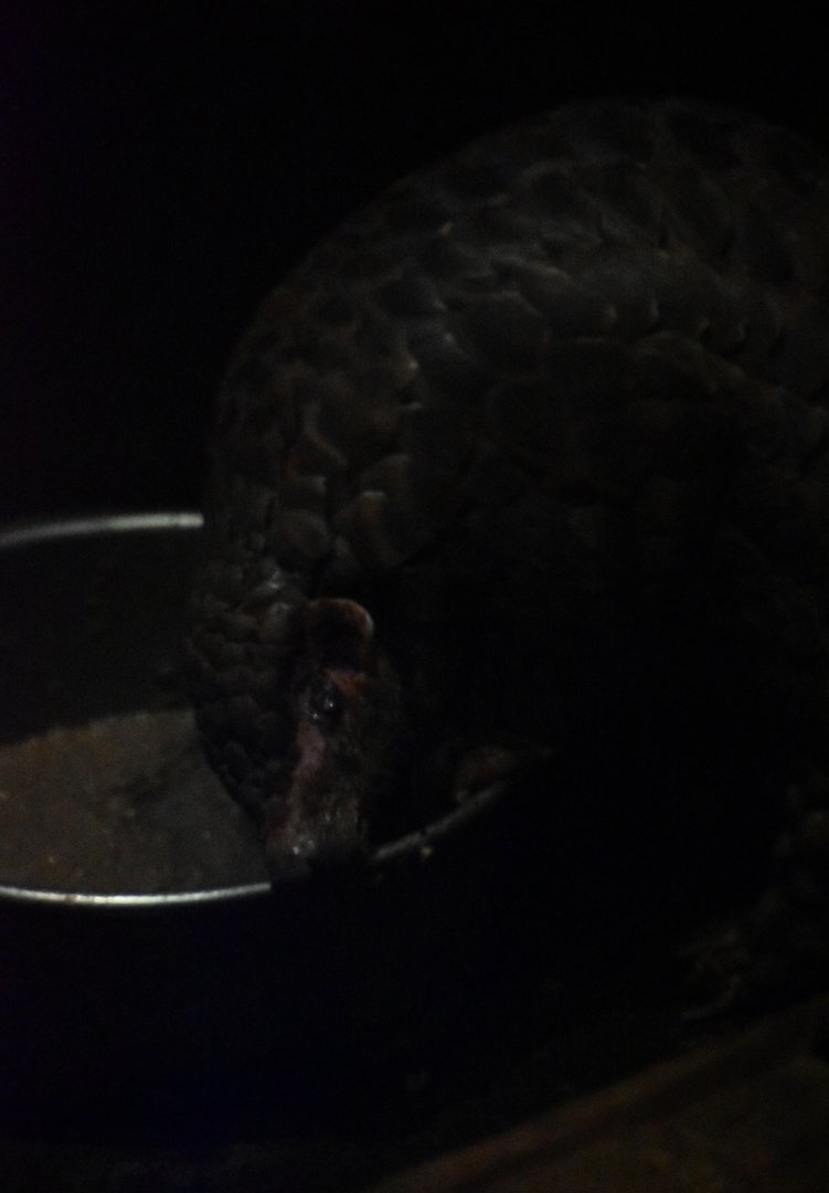 Chinese pangolin (Manis pentadactyla)