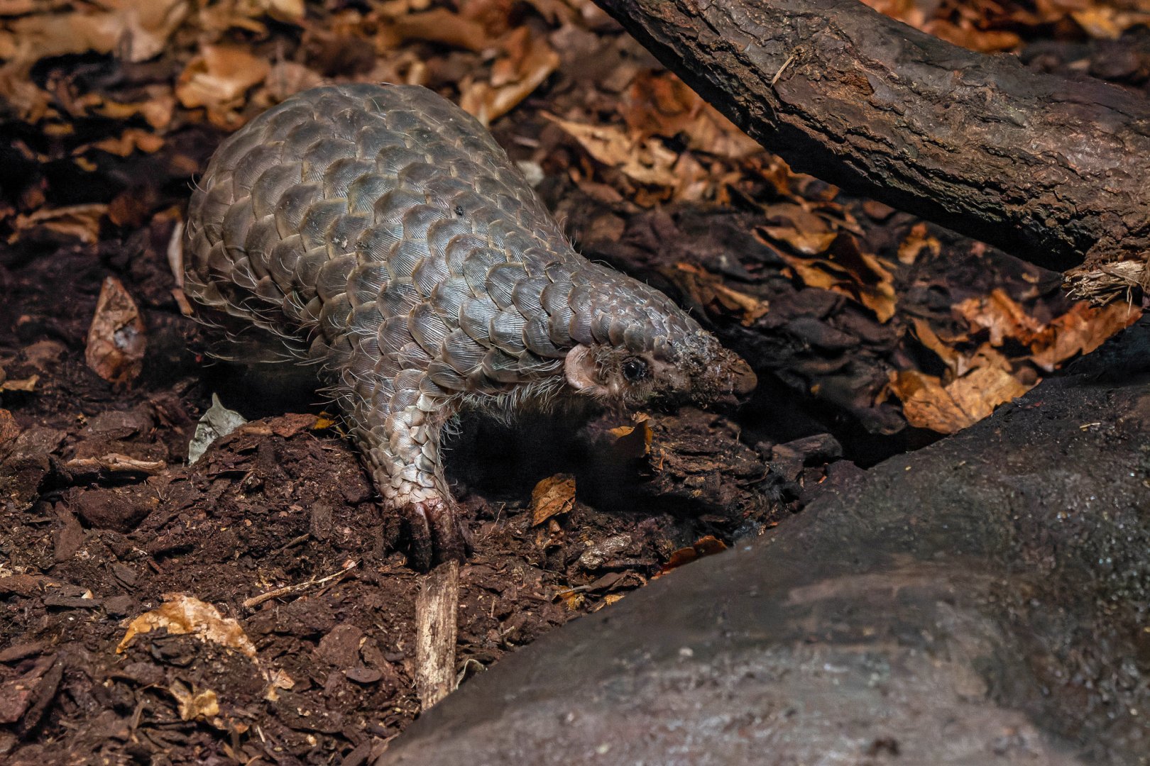 Chinese pangolin (Manis pentadactyla)