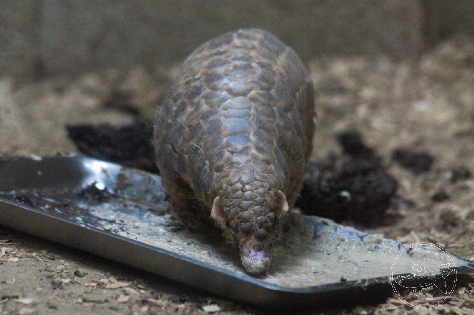 Chinese Pangolin (Manis pentadactyla)