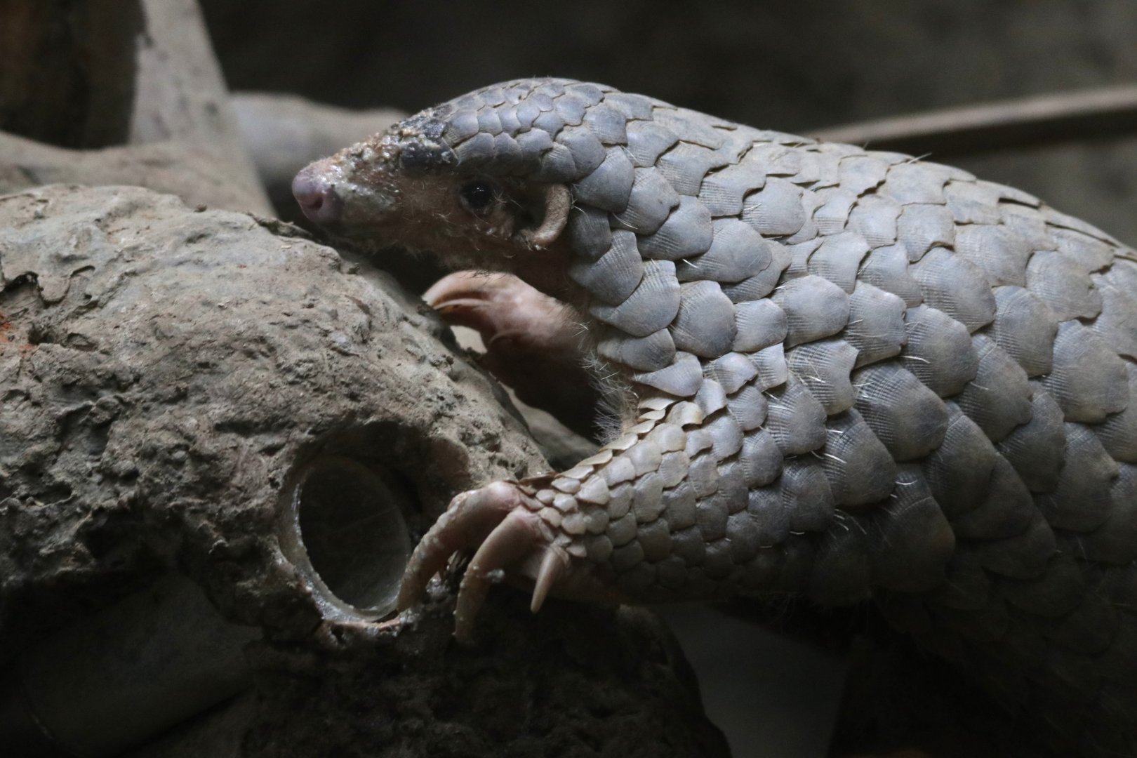 Chinese pangolin (Manis pentadactyla)
