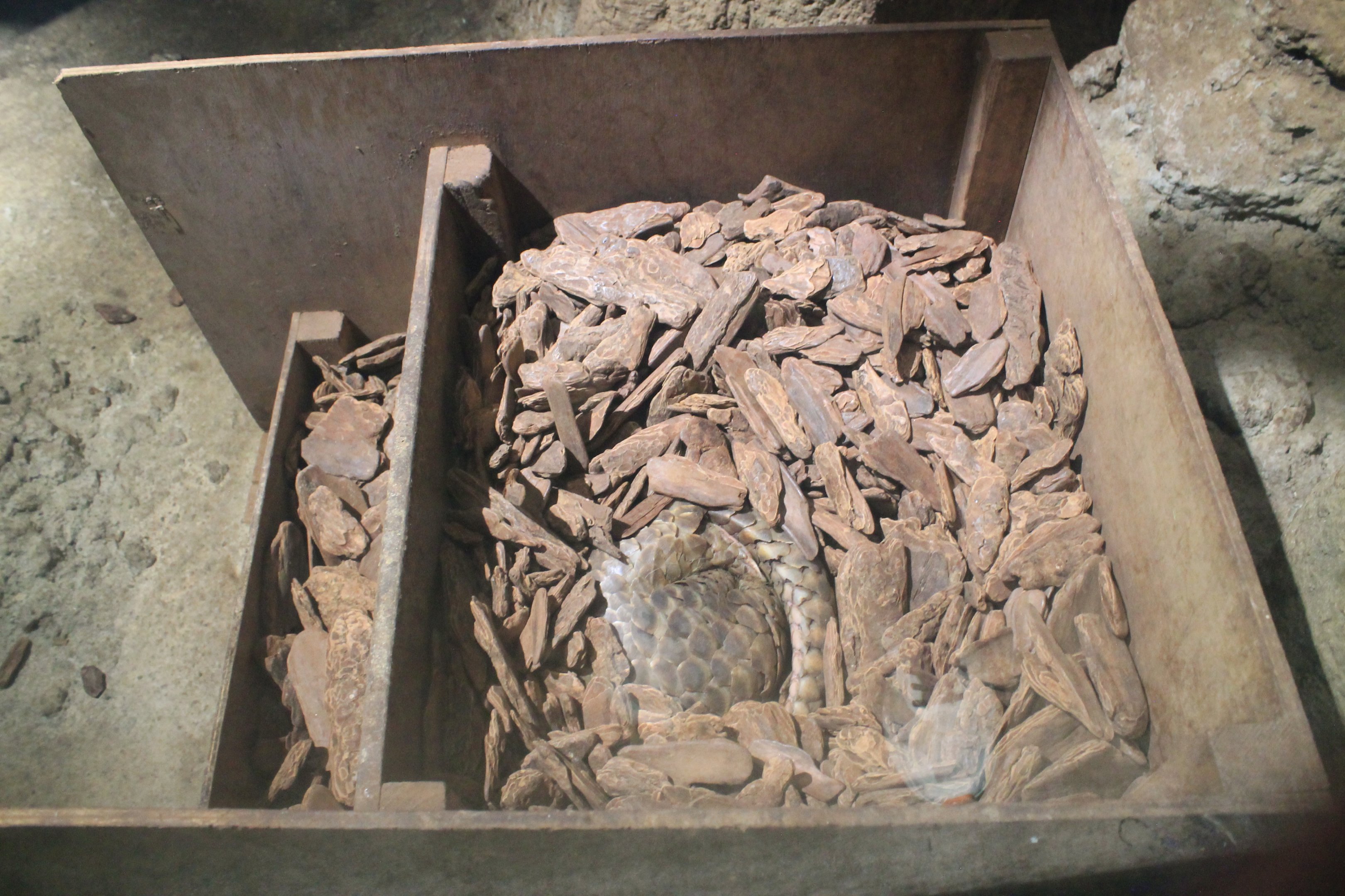 Chinese Pangolin (Manis pentadactyla)