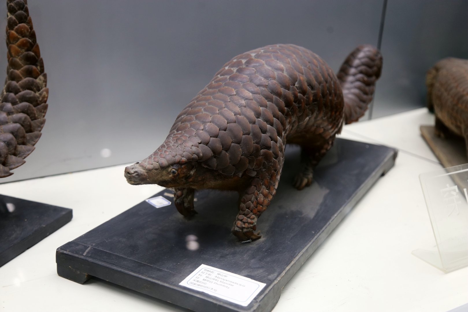Chinese Pangolin (Manis pentadactyla)