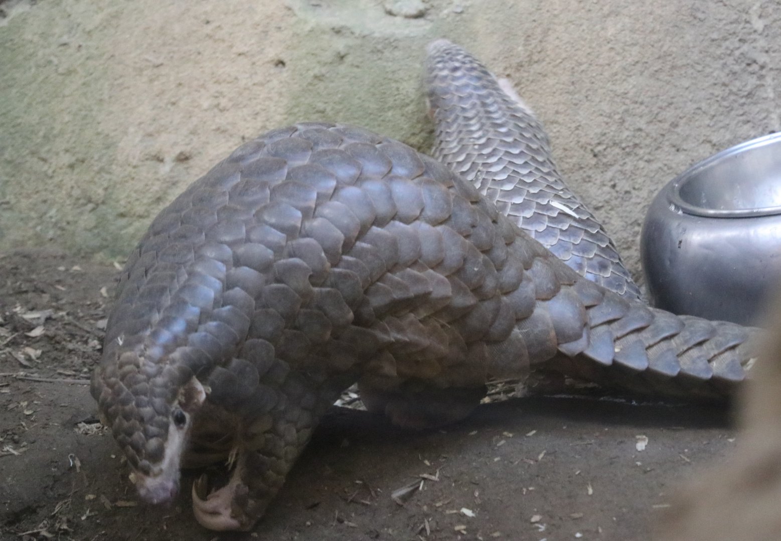Chinese Pangolin (Manis pentadactyla)