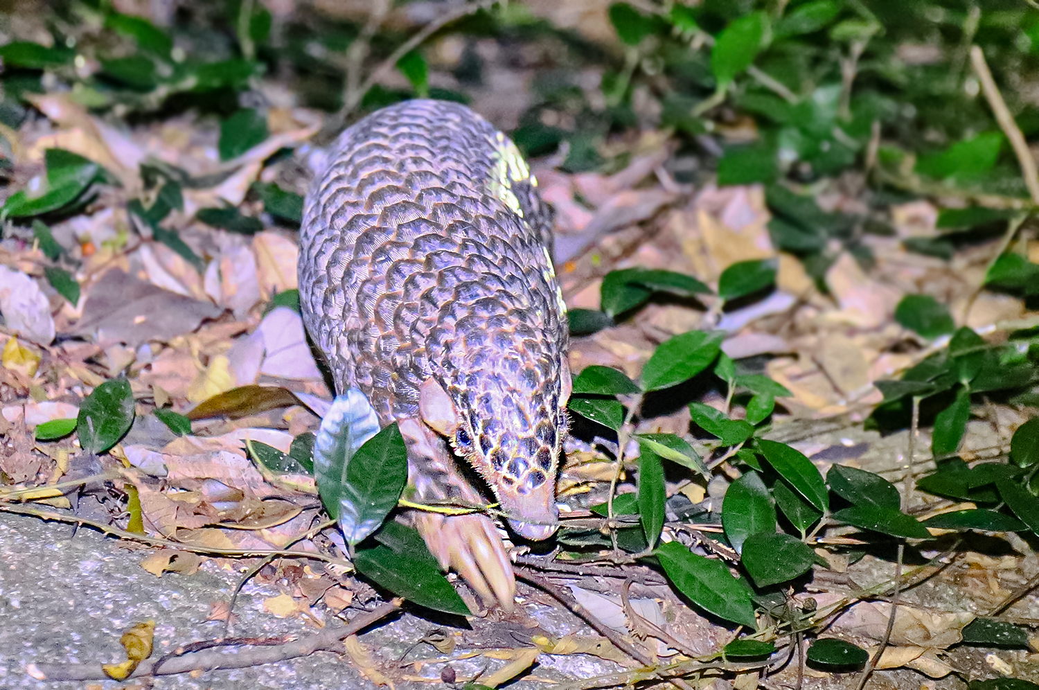 Chinese pangolin (Manis pentadactyla)