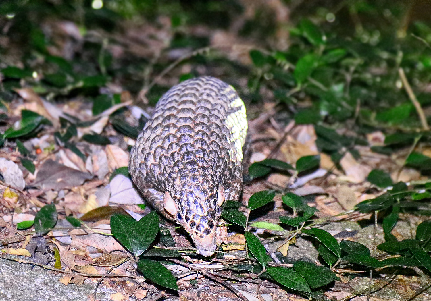 Chinese pangolin (Manis pentadactyla)