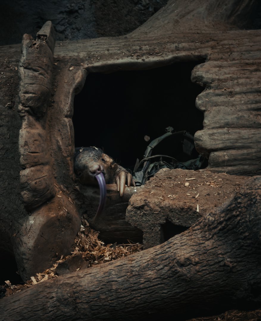 Chinese pangolin (Manis pentadactyla)