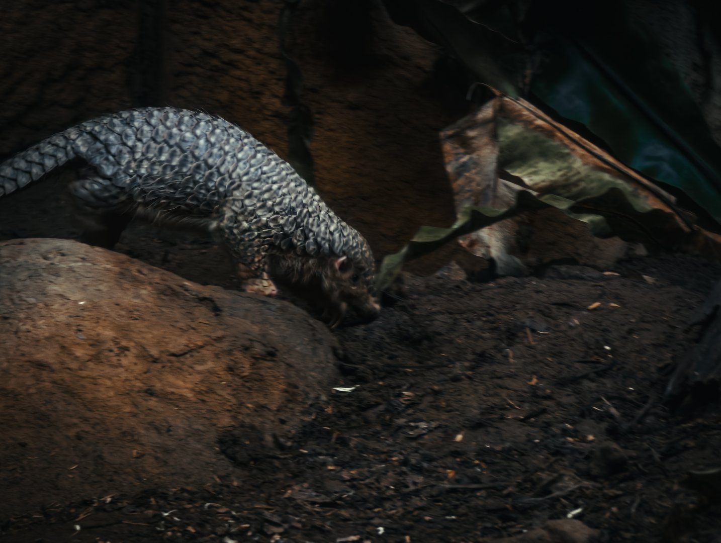 Chinese pangolin (Manis pentadactyla)