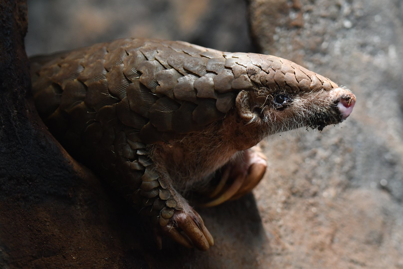 Chinese pangolin Manis pentadactyla