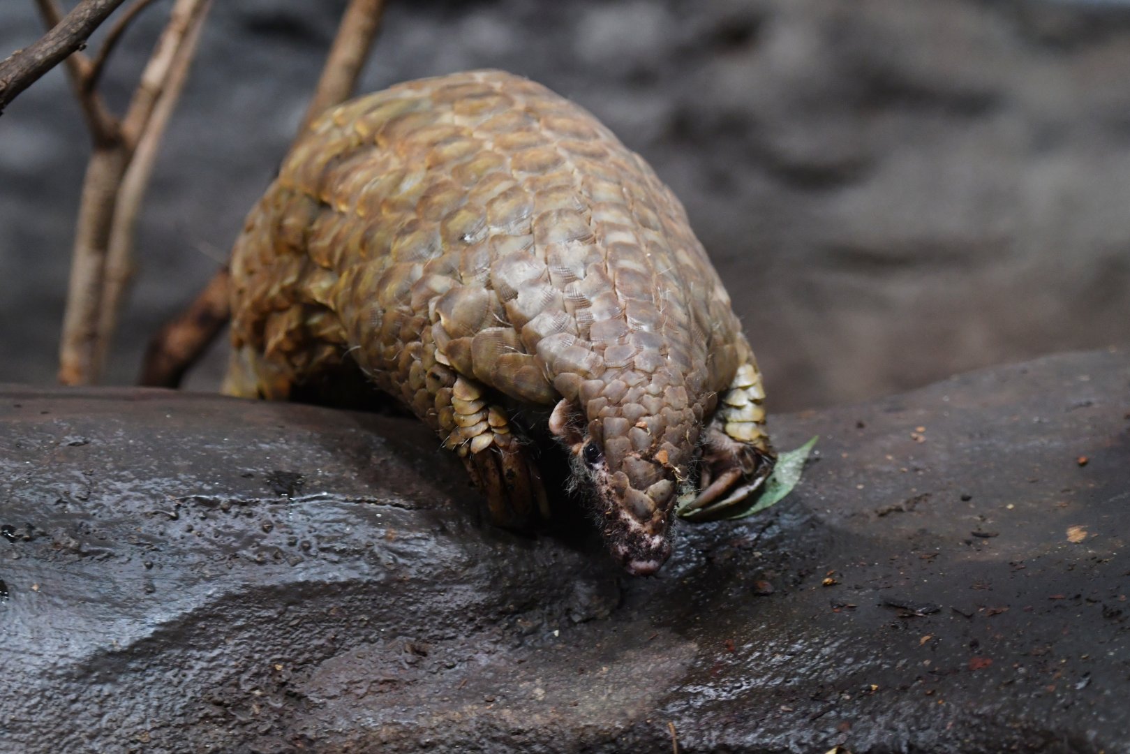 Chinese pangolin Manis pentadactyla
