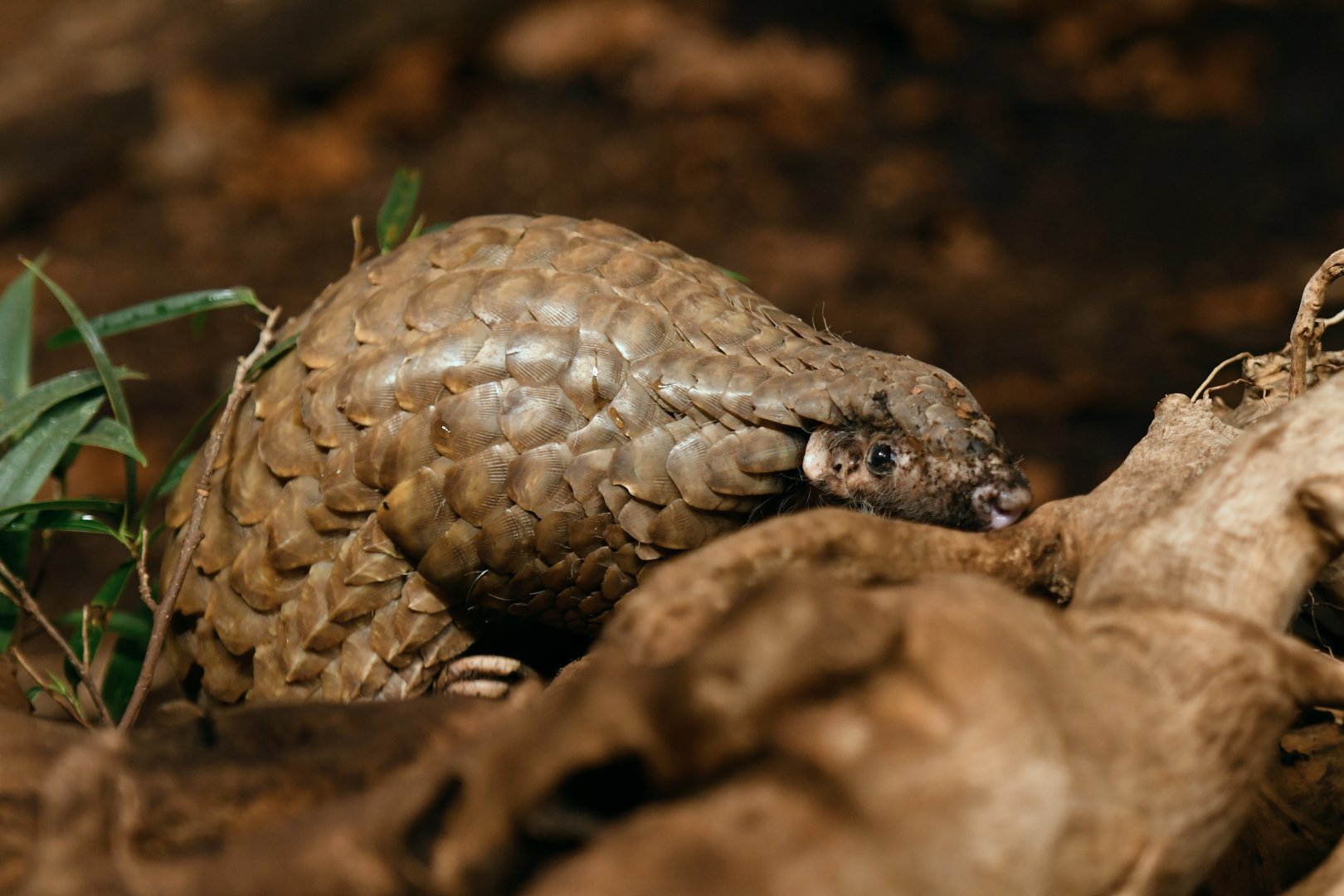Chinese pangolin Manis pentadactyla